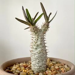 Pachypodium Rosulatum Var. Gracilius