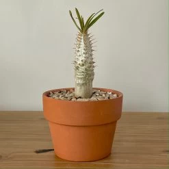 Pachypodium Rosulatum Var. Gracilius -Garden Care Store s753278155256112669 p519 i5 w2859