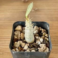 Pachypodium Rosulatum Var. Gracilius -Garden Care Store s753278155256112669 p519 i6 w2874