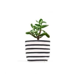Black Stripe 4 Inch Canvas Planter By GRAY GREEN GOODS