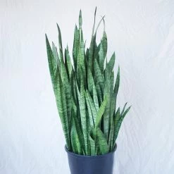 Sansevieria Zeylanica Extra Large