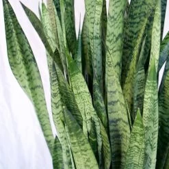 Sansevieria Zeylanica Extra Large -Garden Care Store s753278155256112669 p657 i3 w1024