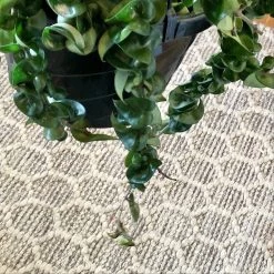 Hoya Carnosa Compacta - Hindu Rope Plant -Garden Care Store s753278155256112669 p679 i2 w2629