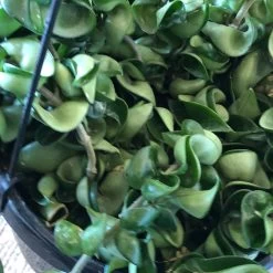 Hoya Carnosa Compacta - Hindu Rope Plant -Garden Care Store s753278155256112669 p679 i3 w3024