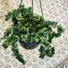 Hoya Carnosa Compacta - Hindu Rope Plant