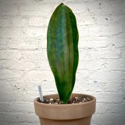 Sansevieria Masoniana Whalefin