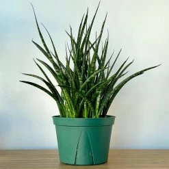 Sansevieria Fernwood