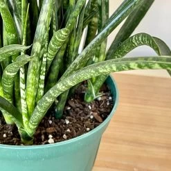 Sansevieria Fernwood -Garden Care Store s753278155256112669 p716 i3 w3024