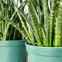 Sansevieria Fernwood -Garden Care Store s753278155256112669 p716 i4 w3024