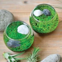 Water Garden - Tiny Plant Aquarium By NOTED -Garden Care Store s753278155256112669 p753 i3 w768