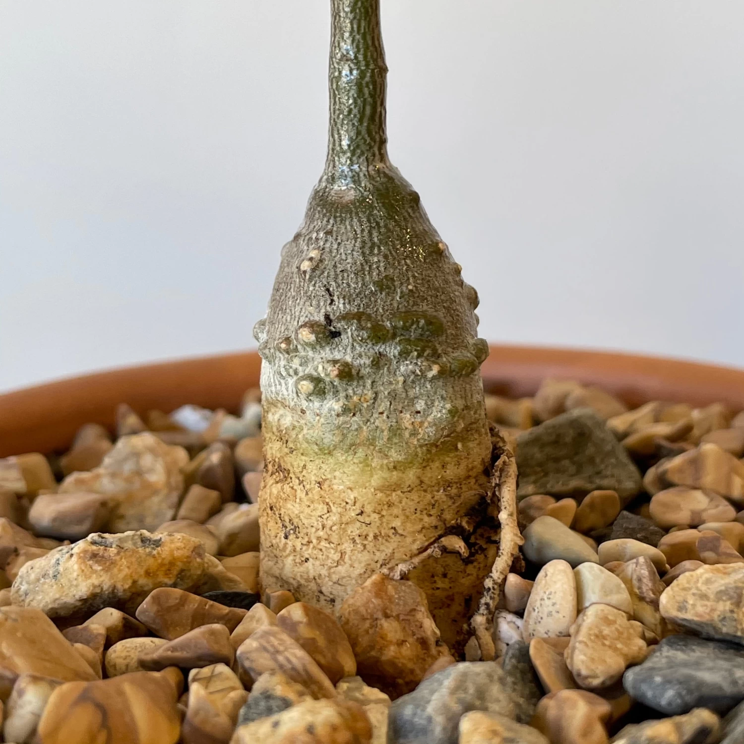 Fockea Edulis 2 Fockea Edulis - Image 2