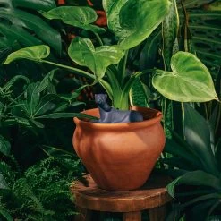 DOIY Design Jangal Panther Self-Watering System 7 DOIY Design Jangal Panther Self-Watering System -Garden Care Store s753278155256112669 p807 i4 w1200