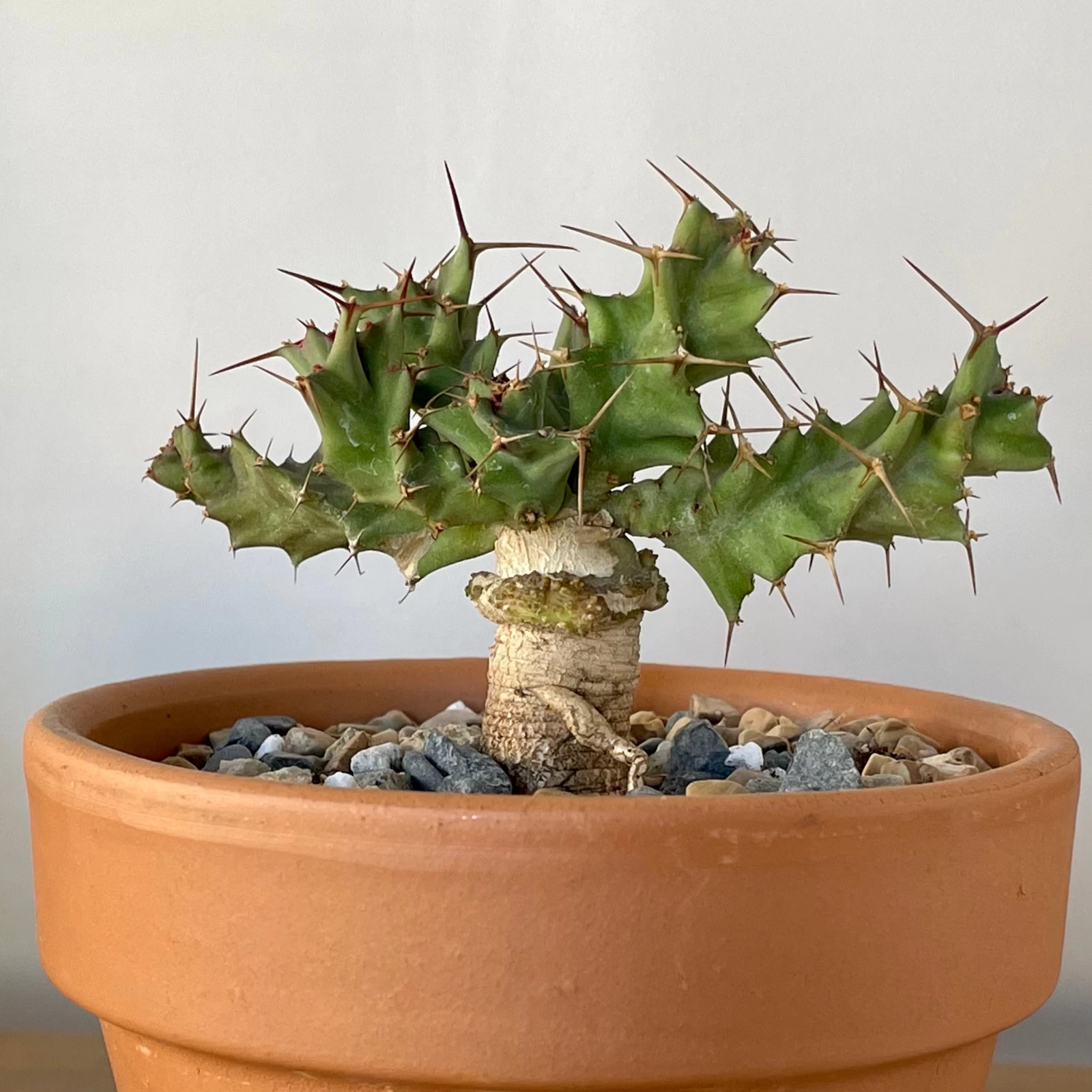 Euphorbia Clavigera 2 Euphorbia Clavigera - Image 2