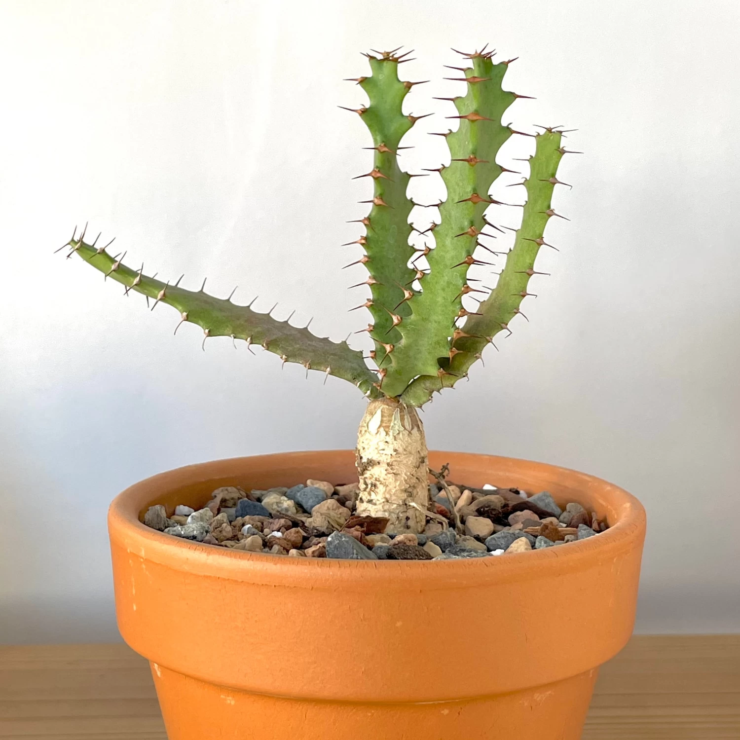 Euphorbia Squarrosa 2 Euphorbia Squarrosa - Image 2