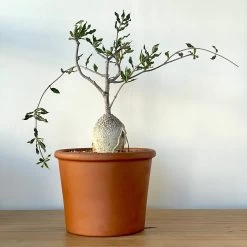 Fockea Edulis Large Caudex