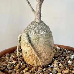Fockea Edulis Large Caudex -Garden Care Store s753278155256112669 p813 i3 w3024