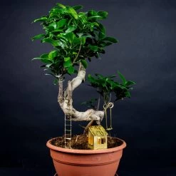 Tiny Treehouse By BOTANOPIA