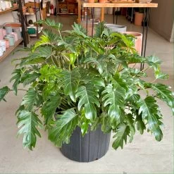 Philodendron ‘Xanadu’