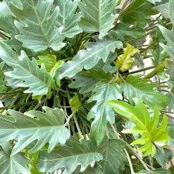 Philodendron ‘Xanadu’ -Garden Care Store s753278155256112669 p837 i3 w3024