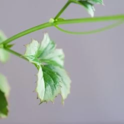 Cyphostemma Quinatum -Garden Care Store s753278155256112669 p841 i3 w1982