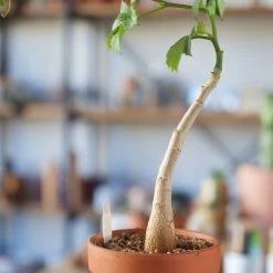 Cyphostemma Quinatum -Garden Care Store s753278155256112669 p841 i4 w1925