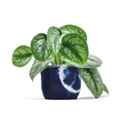 Shibori Indigo— 4 Inch Canvas Planter By GRAY GREEN GOODS
