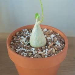 Gerrardanthus Lobatus