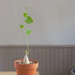 Gerrardanthus Lobatus -Garden Care Store s753278155256112669 p869 i4 w1547