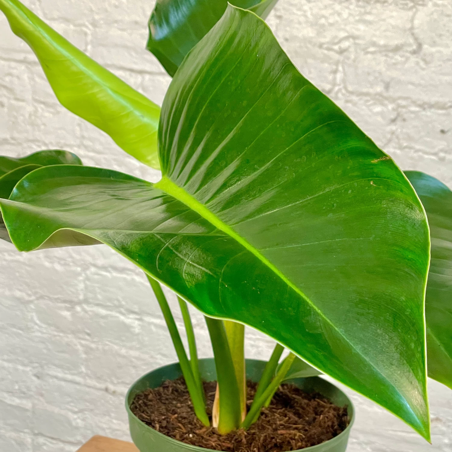 Philodendron Congo Green / Congo Rojo 1 Philodendron Congo Green / Congo Rojo