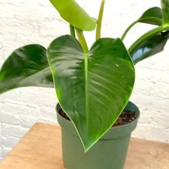Philodendron Congo Green / Congo Rojo 7 Philodendron Congo Green / Congo Rojo -Garden Care Store s753278155256112669 p888 i3 w3024
