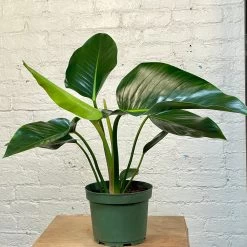 Philodendron Congo Green / Congo Rojo 6 Philodendron Congo Green / Congo Rojo -Garden Care Store s753278155256112669 p888 i5 w2924