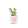 Pink Dot 4 Inch Canvas Planter By GRAY GREEN GOODS