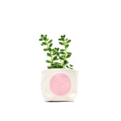Pink Dot 4 Inch Canvas Planter By GRAY GREEN GOODS