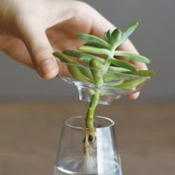 Small KINTO AQUA CULTURE Glass Vase -Garden Care Store s753278155256112669 p921 i6 w500