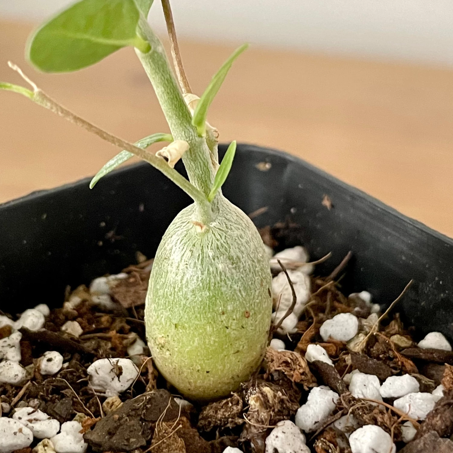 Fockea Edulis Seedlings 2 Fockea Edulis Seedlings - Image 2