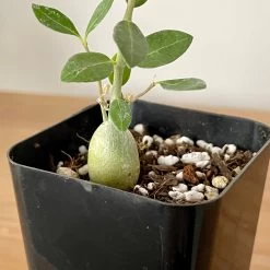 Fockea Edulis Seedlings 6 Fockea Edulis Seedlings -Garden Care Store s753278155256112669 p926 i3 w3024