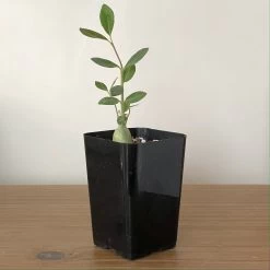 Fockea Edulis Seedlings 7 Fockea Edulis Seedlings -Garden Care Store s753278155256112669 p926 i4 w2811