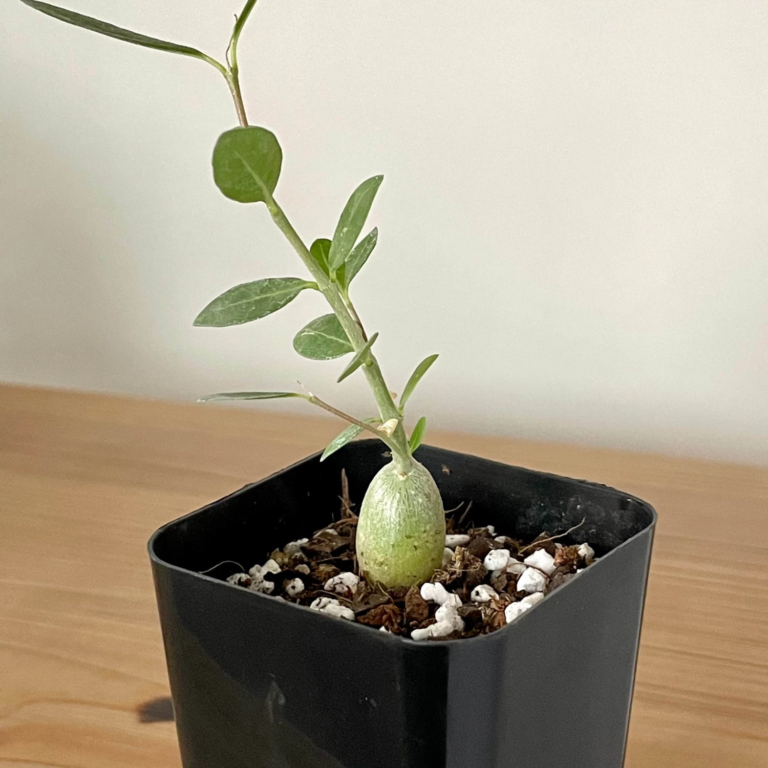 Fockea Edulis Seedlings 1 Fockea Edulis Seedlings