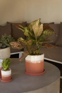 Orange & White Cylinder HADLEY Cylinder Pot With Saucer -Garden Care Store s753278155256112669 p933 i5 w1000