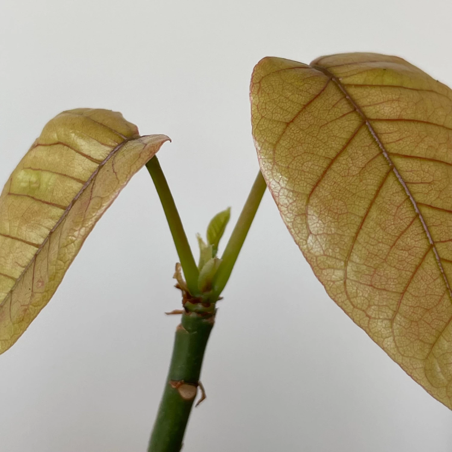 Pseudobombax Ellipticum 2 Pseudobombax Ellipticum - Image 2