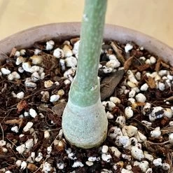 Adenia Volkensii -Garden Care Store s753278155256112669 p950 i3 w2656