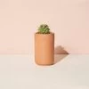 Prickly Pear Cactus Terracotta Grow Kit By Modern Sprout