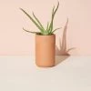 Healing Aloe Terracotta Grow Kit By Modern Sprout