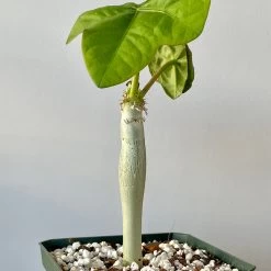 Jatropha Podagrica - Buddha Belly Plant -Garden Care Store s753278155256112669 p955 i3 w3024