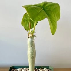 Jatropha Podagrica - Buddha Belly Plant -Garden Care Store s753278155256112669 p955 i4 w2870