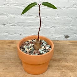 Petopentia Natalensis