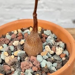 Petopentia Natalensis -Garden Care Store s753278155256112669 p979 i4 w3024