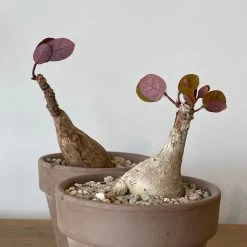 Phyllanthus Mirabilis -Garden Care Store s753278155256112669 p992 i3 w3024