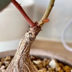 Phyllanthus Mirabilis -Garden Care Store s753278155256112669 p992 i4 w3024