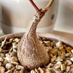 Phyllanthus Mirabilis -Garden Care Store s753278155256112669 p992 i6 w3024